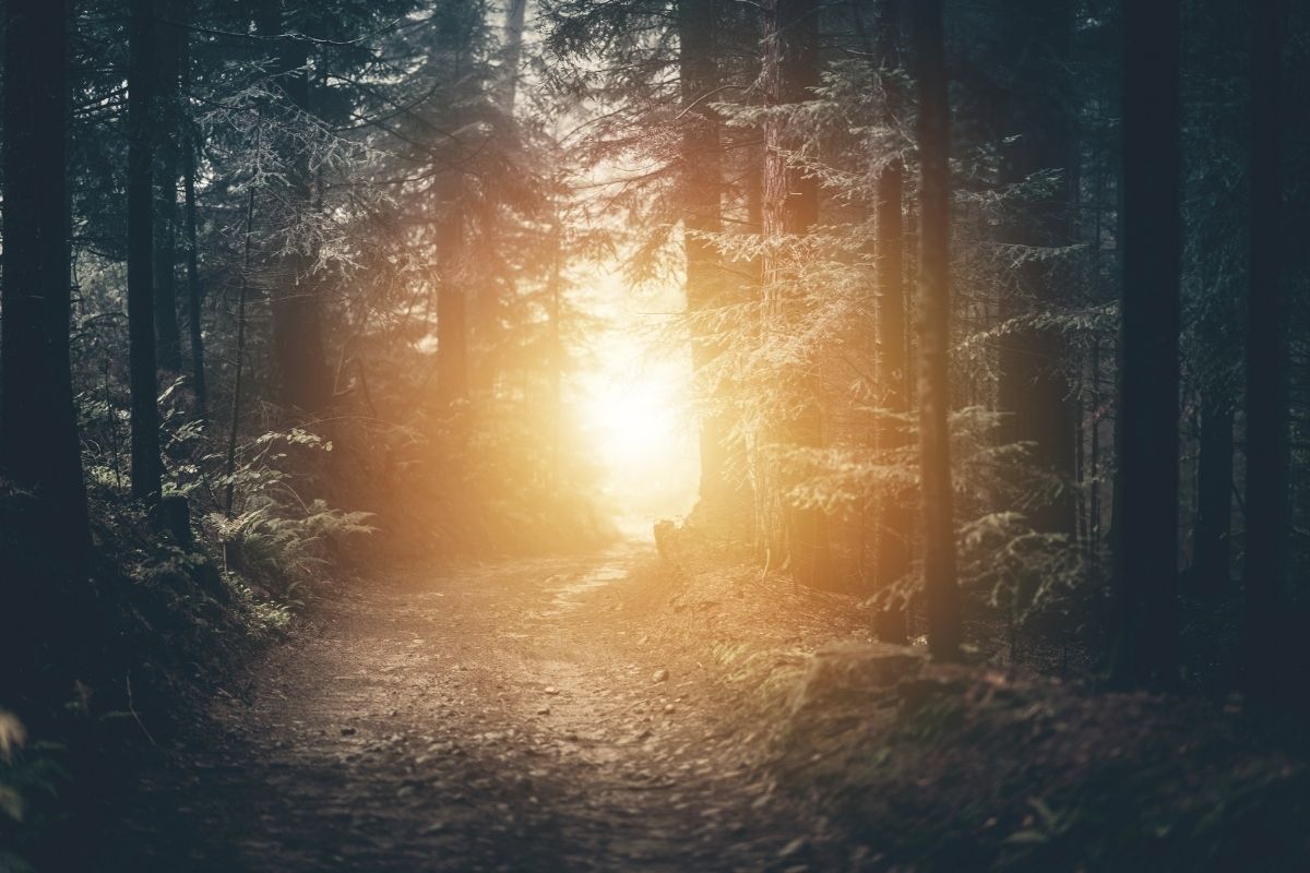 Forest path with light shining ahead — symbolizing new birth and the journey of salvation